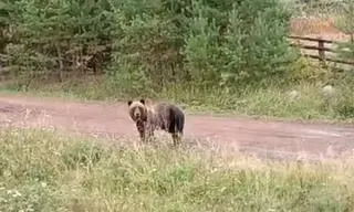 В Киренске застрелили медведя, который пришёл к человеческому жилью