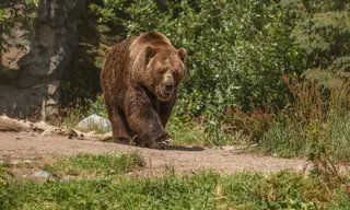 В Братске и Братском районе на выходных 4 раза видели медведей