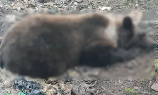 За сутки в Братске ликвидировали двух медведей, выходивших в городскую черту