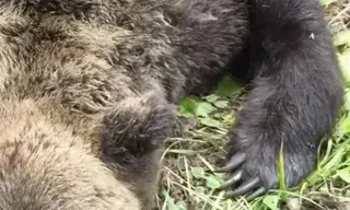 12 медведей застрелили за неделю в Братске