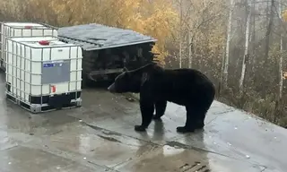 В Галачинском микрорайоне Братска вышел медведь