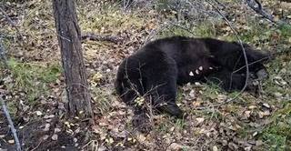 В Иркутской области медведи задрали еще двоих человек
