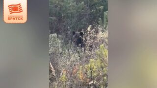 Круглосуточный режим, фейки и опасная беспечность: в Братске усилили контроль за выходами медведей